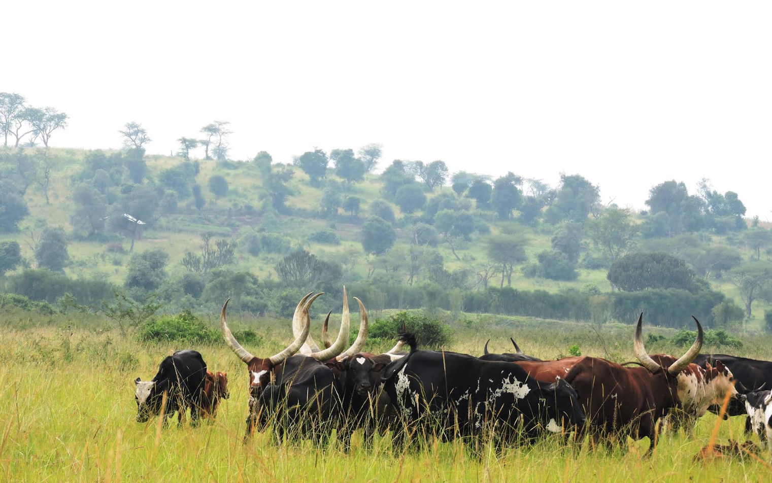African livestock groen braakland