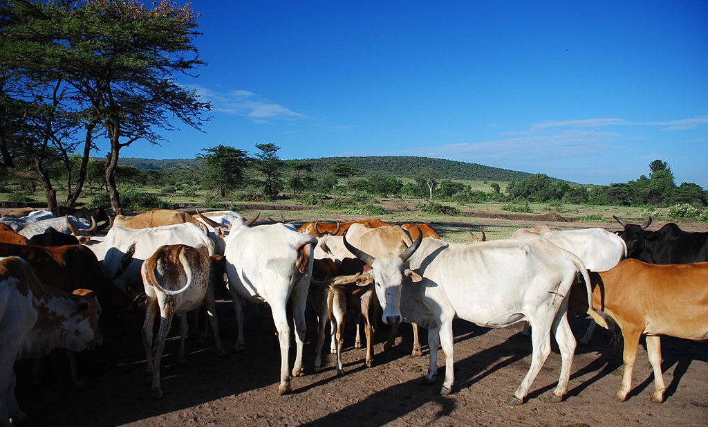 Food Security in Africa Requires More Productive Livestock (1)