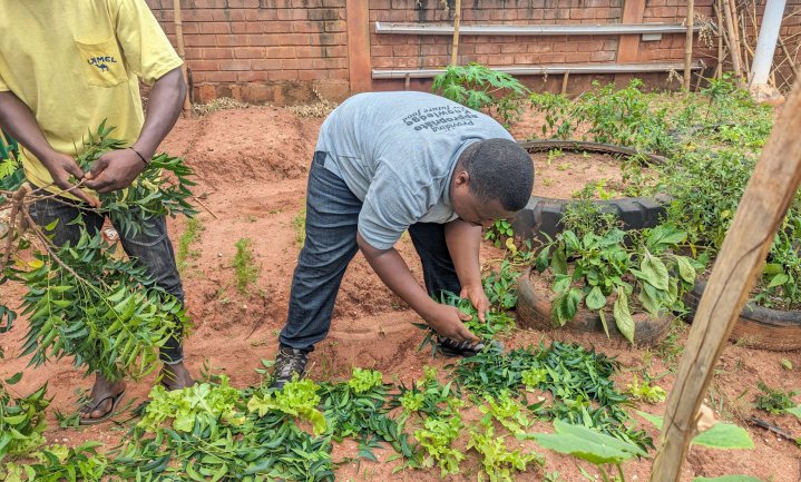 Rethinking Agriculture: Leveraging on Communal Ties of Trust