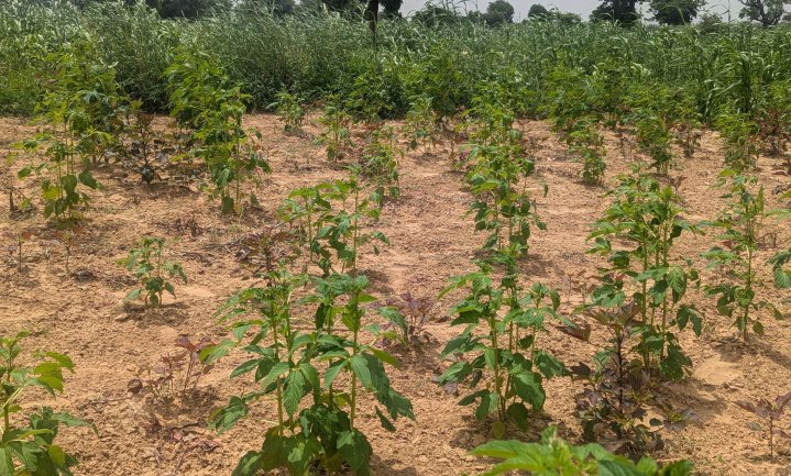 Zero Hunger: Rainfed Farming Can No Longer Feed Us