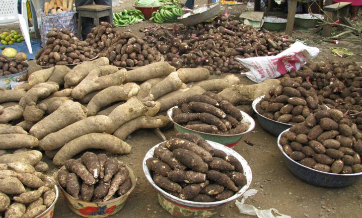 Yam: A Game Changer for Food Systems Transformation in Africa