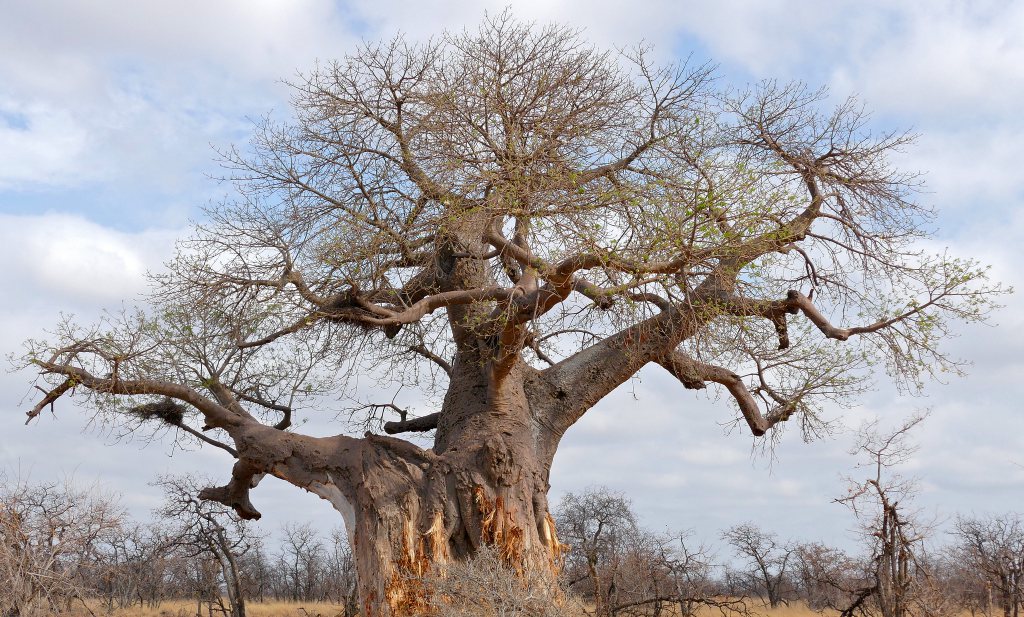 Baobab and Acha: a plea for indigenous foods in Africa