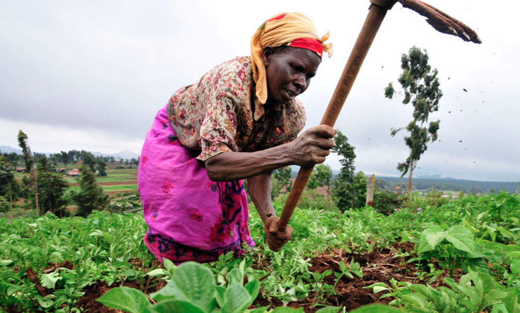Agric Plans Without Focus on Smallholder Farmers Show Lower Impact