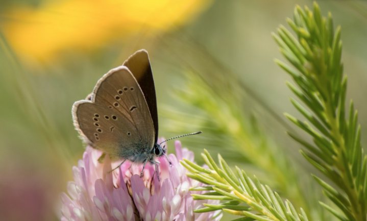 Food Security: it’s crucial smallholders embrace biodiversity