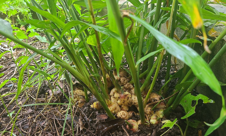 Ginger production in the tropics: a paradigm shift for non-oil export