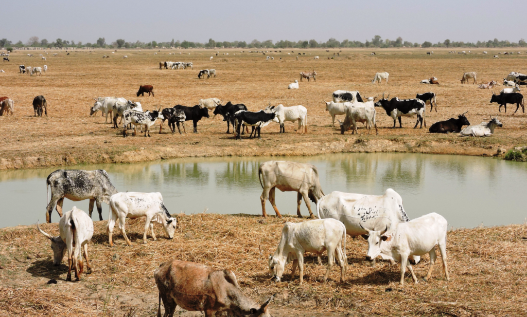 Food security in Africa requires more-productive livestock (2)