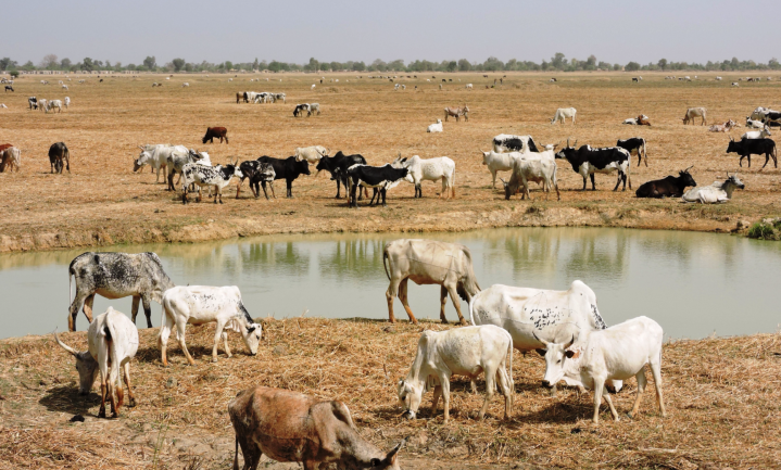 Food security in Africa requires more-productive livestock (2)