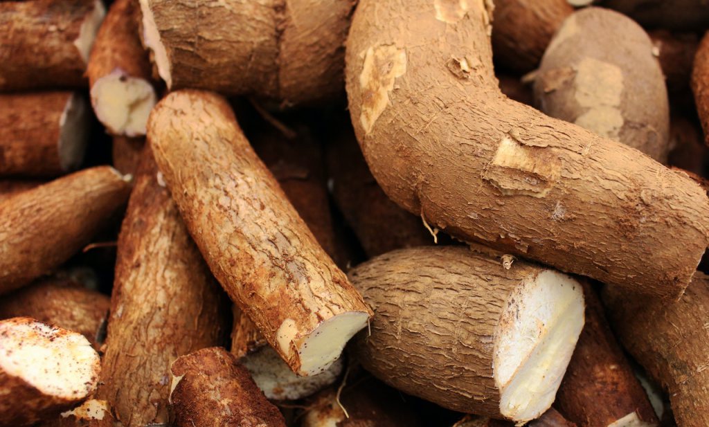 Cassava: The Power Crop for Africa’s Food Future
